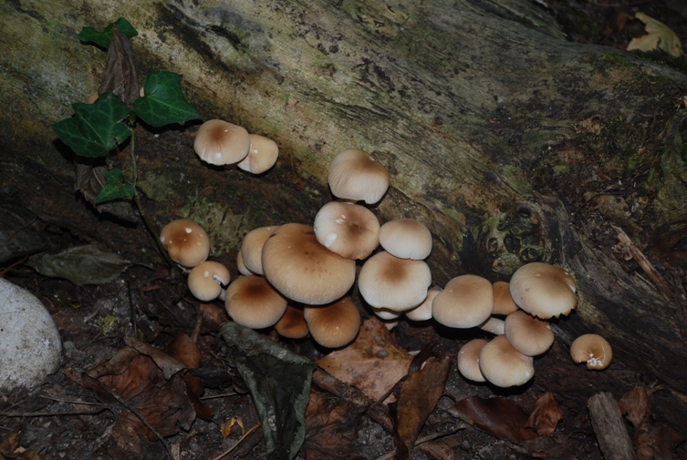 Altro fungo da determinare!!!